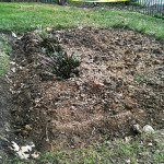 New Butterfly-Friendly Planting at Glencarlyn