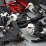 Workshop for Kids: What Happens With Oil Spills--Westover